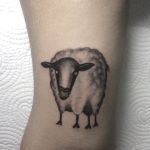 lyon ovelha sheep preto cinza sombra